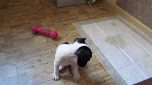 Французский бульдог. Поднимается одно ухо :)