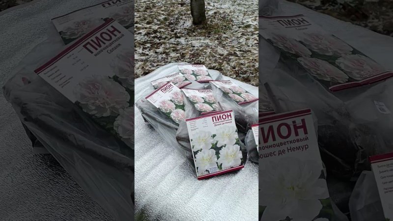 По возможности, рекомендую 2 замечательных сорта пионов: "Соланж" и "Дюшес де Немур" Пионы на даче.