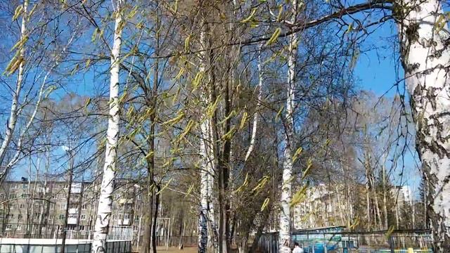 Живая природа. Березы сережки ветер смотреть онлайн