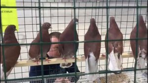 КВГ Феникс-Москва в Сокольниках  15 янв 2017г.