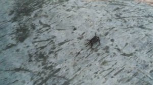 Городской краб