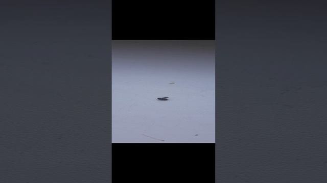 Жук