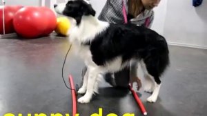 Пес перешагивает в стойке Как научить стоять собку и не шагать  уроки по ринговой дрессировке