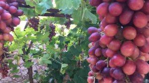 Кишмиш Щелкунчик 2023