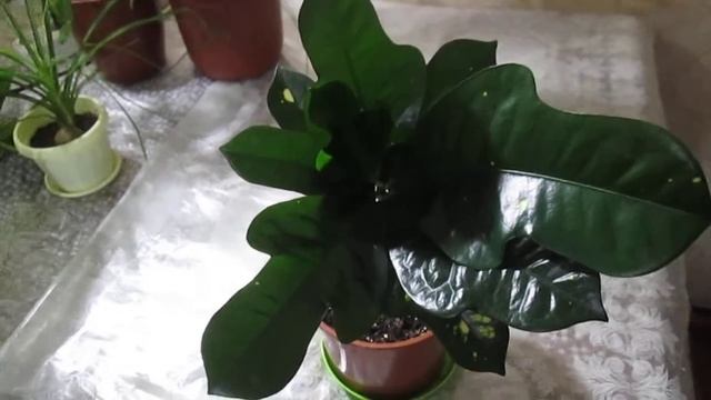 Что с моим кротоном - " спасенышем " из магазина ? смотреть онлайн