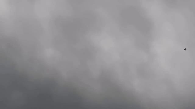 СОКОЛ САПСАН АТАКУЕТ ГОЛУБЕЙ/FALCON PEREGRINUS смотреть онлайн