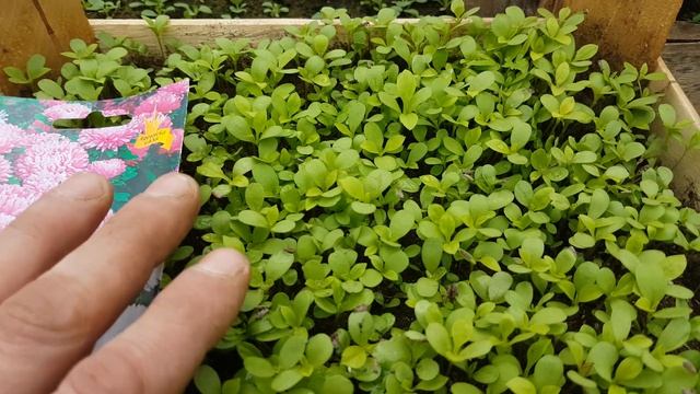 АСТРА КАК ПОСЕЯТЬ на рассаду. обзор середина марта 2019. астра из семян. видео смотреть онлайн