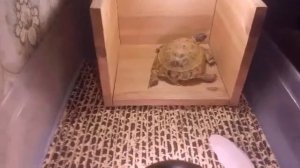 Осень. Кормлю сухопутную черепаху.