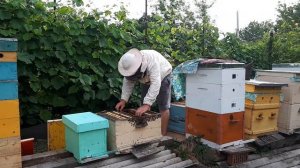 Пчеловодство. Почему пчелы сидят вне улья