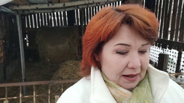 ПОЛОВАЯ АКТИВНОСТЬ У БАРАНОВ ОТВЕЧАЮ НА ВОПРОСЫ ПОДПИСЧИКОВ ВСЁ О БАРАНАХ смотреть онлайн