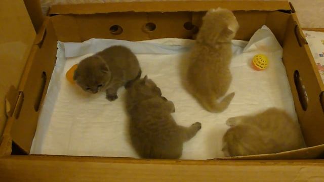 котята шотландские вислоухие смотреть онлайн