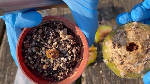 Inside a Rotten Cactus | Echinopsis Subdenudata | Pink flowering domino cactus