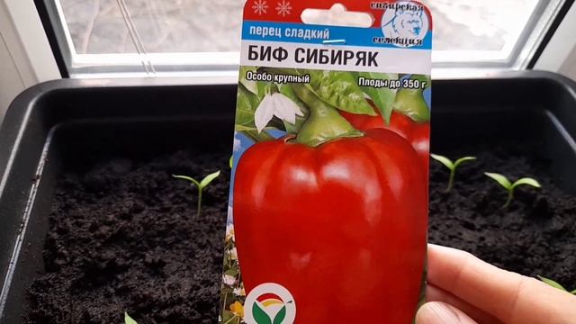 Постное менюНаша рассада