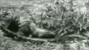 Анаконда тигр схватка
