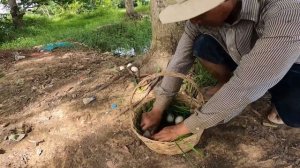 BEST HAND FISHING - smart fisherman pick a lots of eggs duck in tree stump by hand