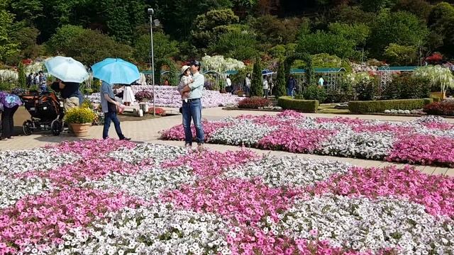 Асикага. Розовая глициния смотреть онлайн
