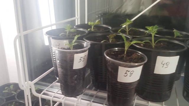 Новый стеллаж для рассады.Стеллаж для рассады на подоконник.Я довольна. смотреть онлайн