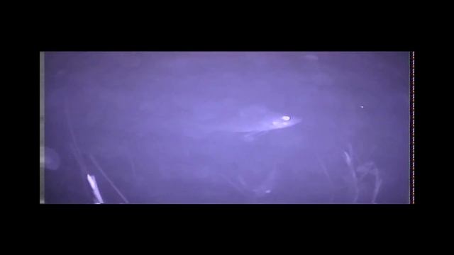 Рыба в камере и ноль эмоций смотреть онлайн