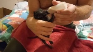 Выкармливаем брошенных уличных котят из соски.