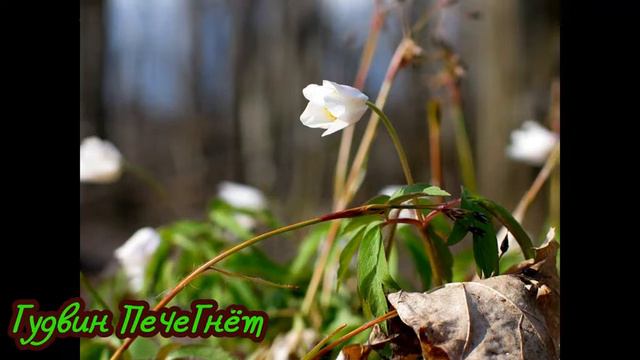 Охота на первоцветы.У нас гости))) смотреть онлайн