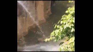 3 летний мальчик упал в вольер к гориллам в зоопарке Цинцинати: