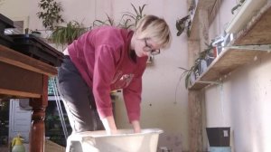 Пересадка герани. Пеларгонии. Обзор корневой системы герани из Леруа Мерлен.