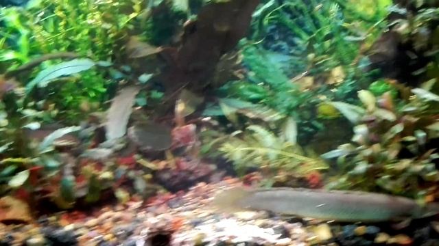 Полиптерус сенегальский, полиптерус эндлихера, каламоихт калабарский. Кормление. смотреть онлайн