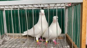 Бакинские голуби ️Старопородные #Baku Pigeon️