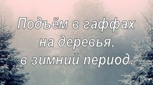 Подъём в гаффах на деревья в зимний период