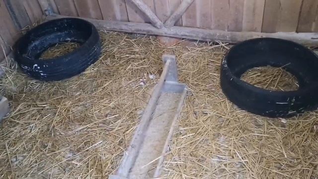 Гнезда для гусей, подготовка гусей к яйцекладке смотреть онлайн