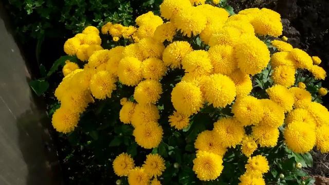 Желтые хризантемы,королевы осенних садов. смотреть онлайн