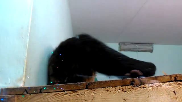 енот король лев смотреть онлайн