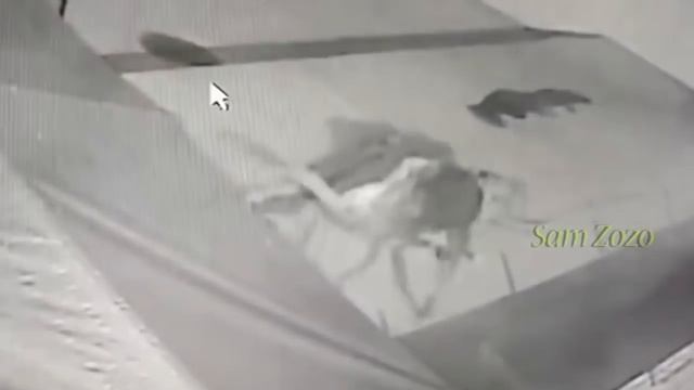 Дикие животные и охотничьи собаки. Pitbull против тигра. Нападение на сторожевых собак