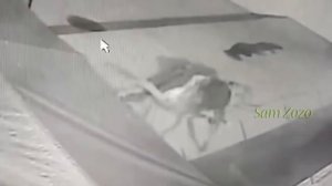 Дикие животные и охотничьи собаки. Pitbull против тигра. Нападение на сторожевых собак