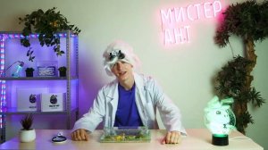 Муравьиные фермы Мистера Анта