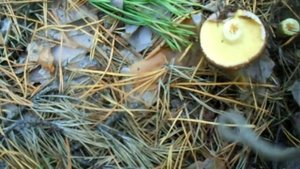 Маслёнок осенний ( поздний )