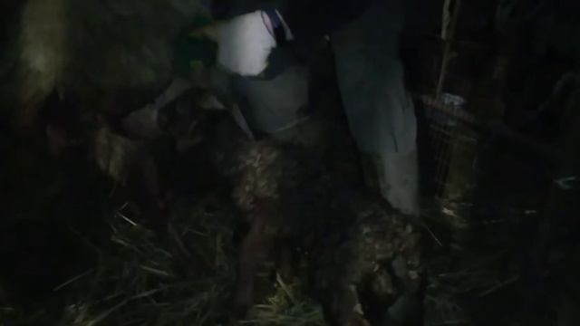 Овца не понимает что ей делать ? Голодный ягнёнок или нет ? смотреть онлайн