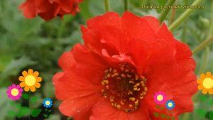 Гравилат чилийский Кои. Краткий обзор, описание характеристик geum chiloense balbis Koi