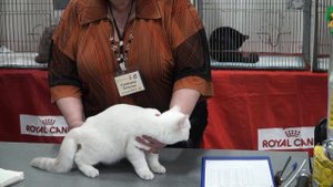 Выставка кошек | Клуб любителей кошек «Москва»
