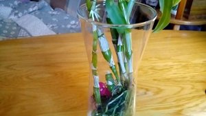 Дендробиум Срезанная Бульба Размножение Дендрофаленопсис Мысли вслух