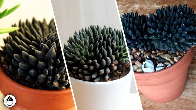 5 Suculentas NEGRAS 🖤 | Black Succulents смотреть онлайн