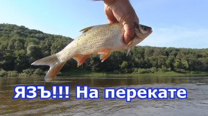 ЯЗЪ!!! Ока, перекат, вращающиеся блесны, колеблющиеся блесны, 4 вида рыб.