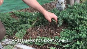 Можжевельник горизонтальный в дизайне сада.