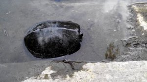 Turtle Черепаха водная