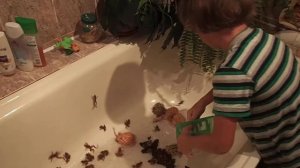 Лягушки рогатки Кранвелла