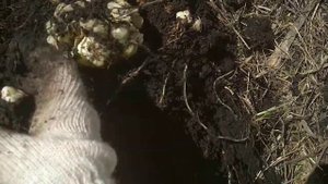 Сколько маленьких луковиц выросло из одной луковицы Лилии.