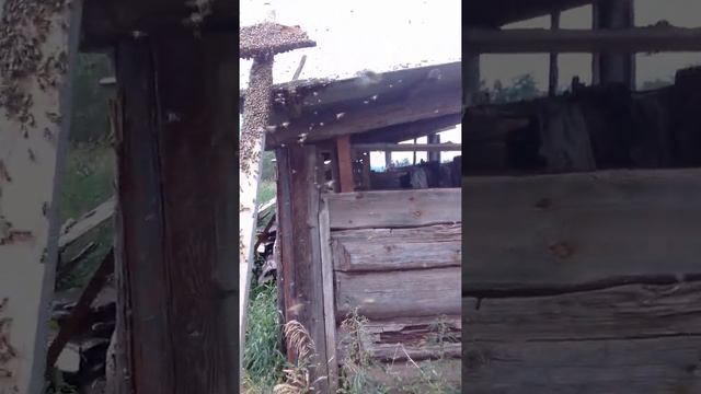 Вышел рой пчел смотреть онлайн