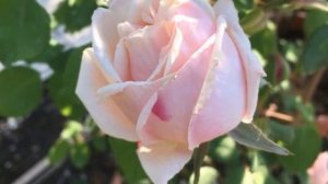Noisette Roses or Gloire de Dijon