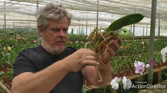 Cultivo de Phalaenopsis - Parte 4 - Replantio смотреть онлайн