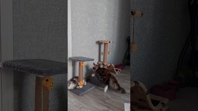 ЗООПСИХОЛОГ смотреть онлайн